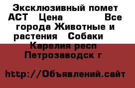 Эксклюзивный помет АСТ › Цена ­ 30 000 - Все города Животные и растения » Собаки   . Карелия респ.,Петрозаводск г.